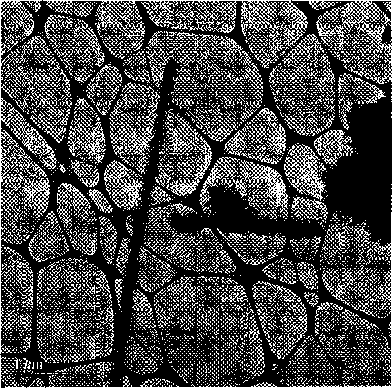 Method for preparing biological composite nano-water-purifying materials for removing radioactive substances in water