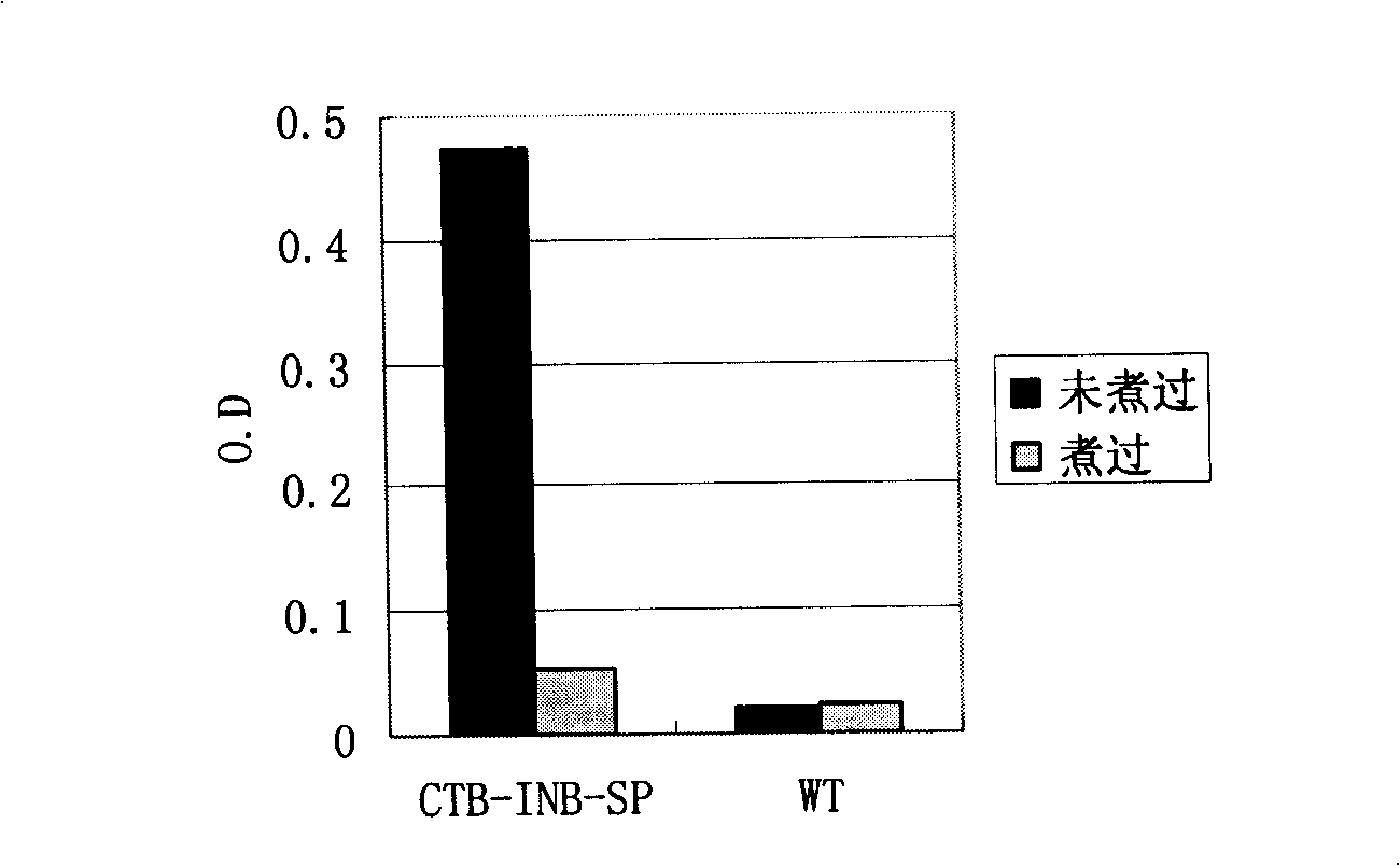 Anti-I type diabetes fuse protein and preparation thereof