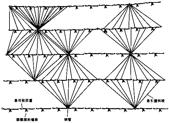 Kiwi fruit vegetative shoot umbrella suspension guiding method