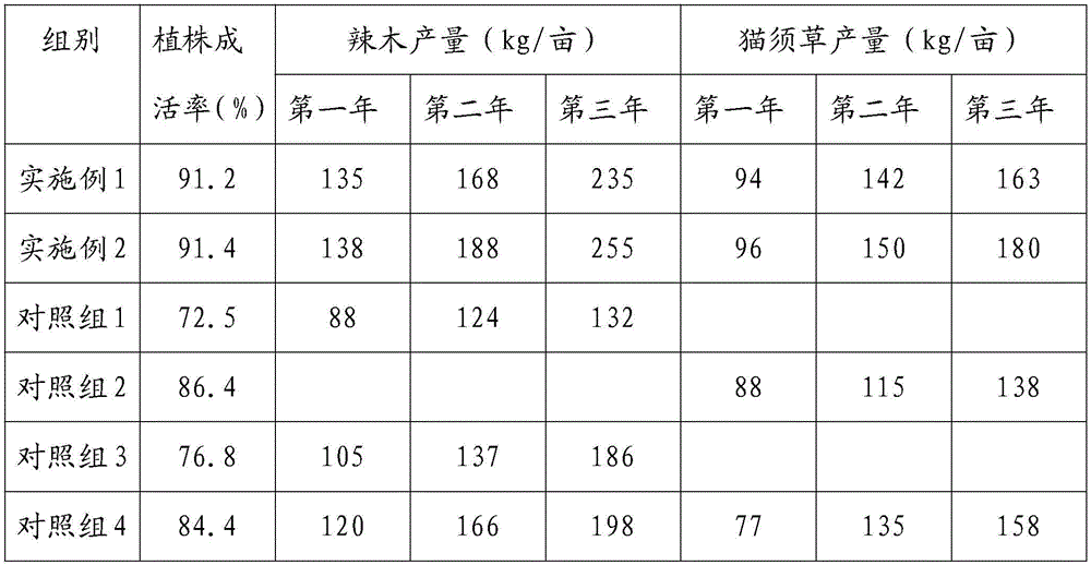 Cultivation method of Moringa oleifera interline interplanting with Orthosiphon aristatus