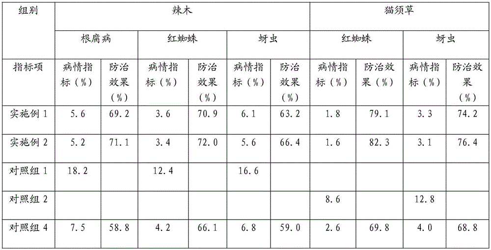 Cultivation method of Moringa oleifera interline interplanting with Orthosiphon aristatus