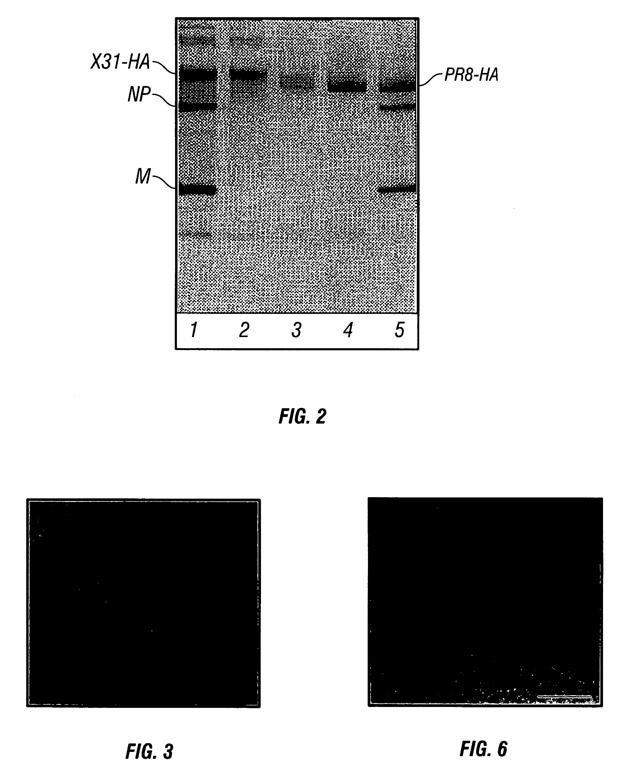 High-efficiency fusogenic vesicles, methods of producing them, and pharmaceutical compositions containing them