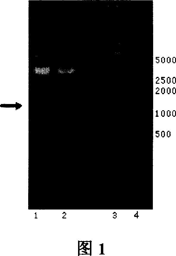 NDRG2 and NDRG4 protein and their use for diagnosing and suppressing tumour