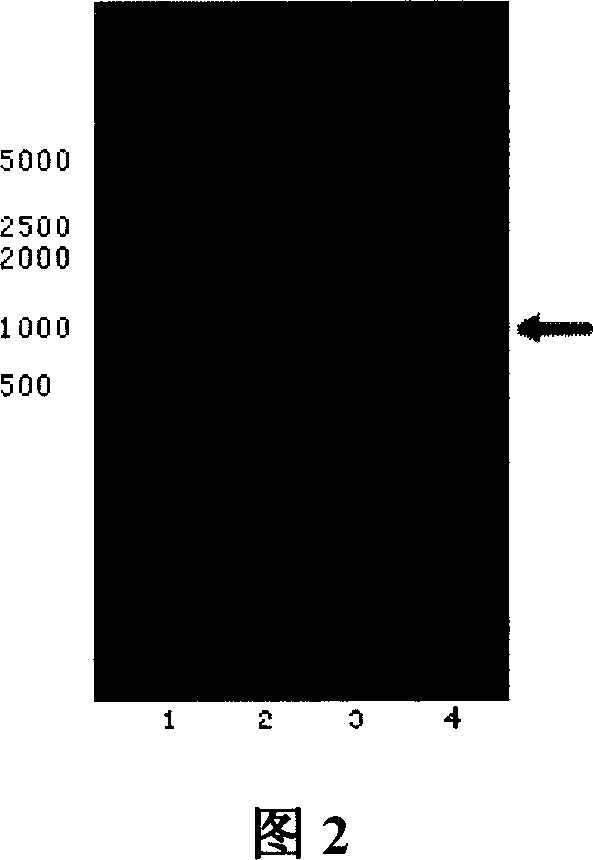 NDRG2 and NDRG4 protein and their use for diagnosing and suppressing tumour