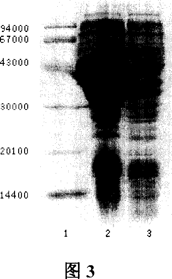 NDRG2 and NDRG4 protein and their use for diagnosing and suppressing tumour