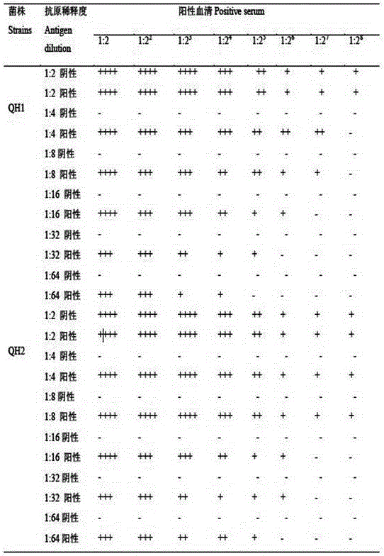 Staphylococcus Warner indirect blood coagulation detection kit and application thereof