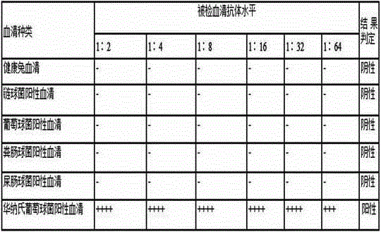 Staphylococcus Warner indirect blood coagulation detection kit and application thereof