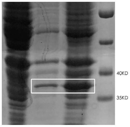 anti-human gpc3 monoclonal antibody