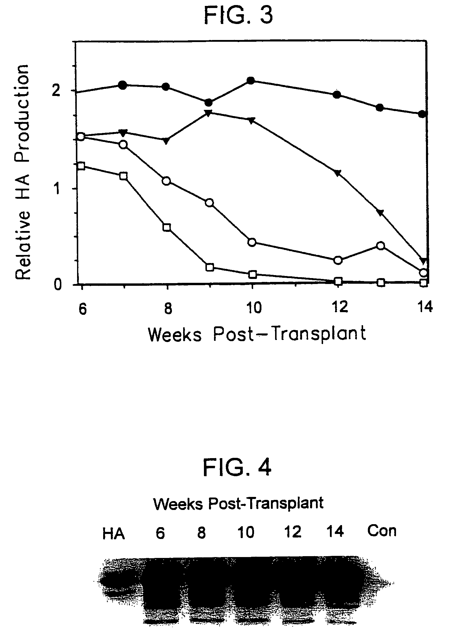 Animal model having a chimeric human liver