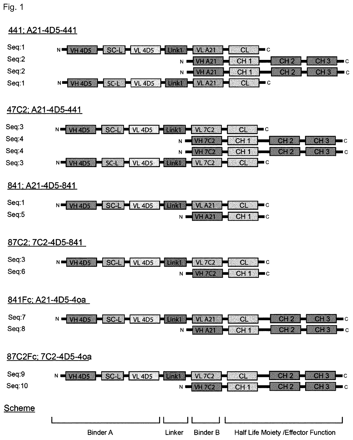 Her2-binding tetrameric polypeptides