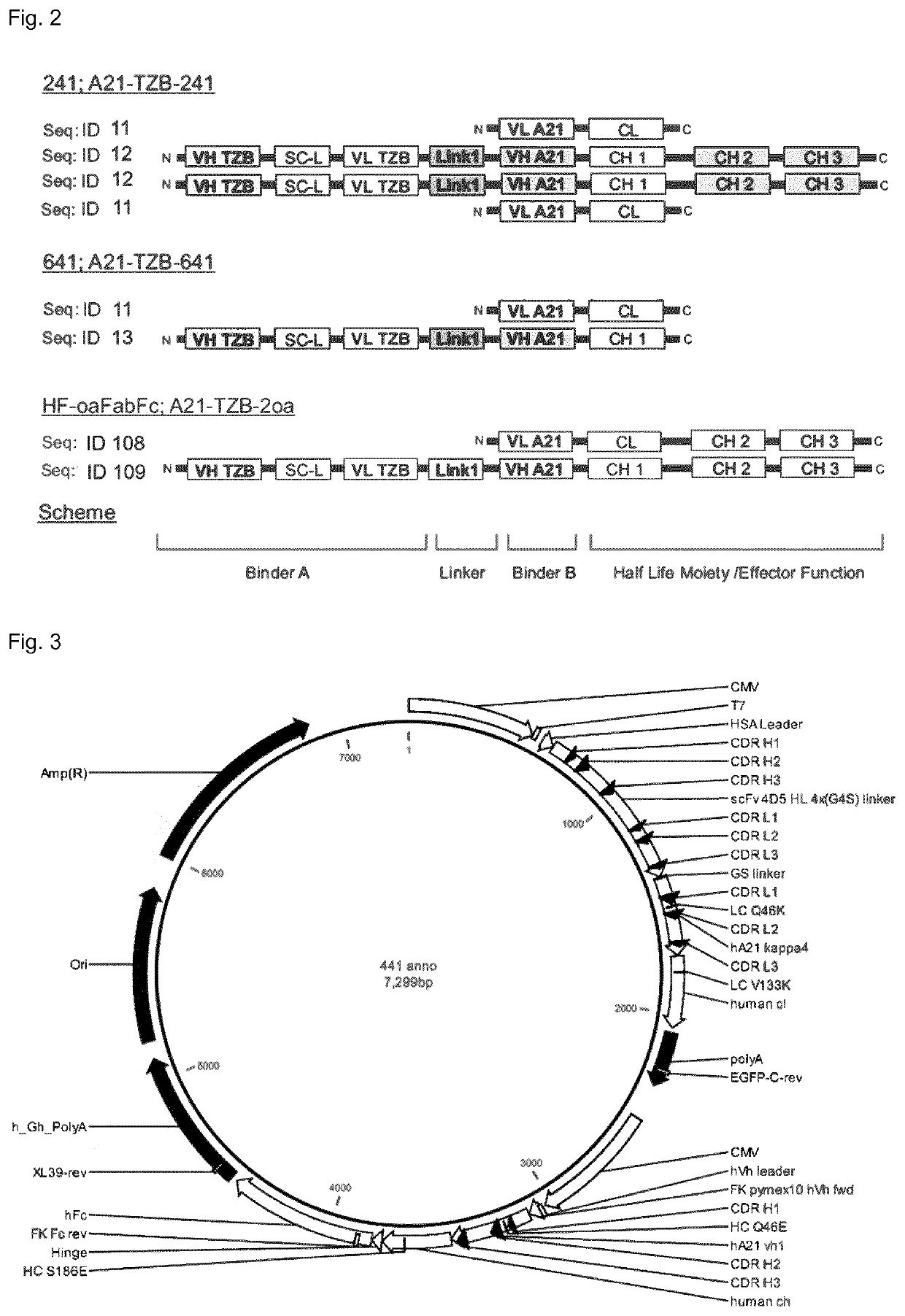 Her2-binding tetrameric polypeptides