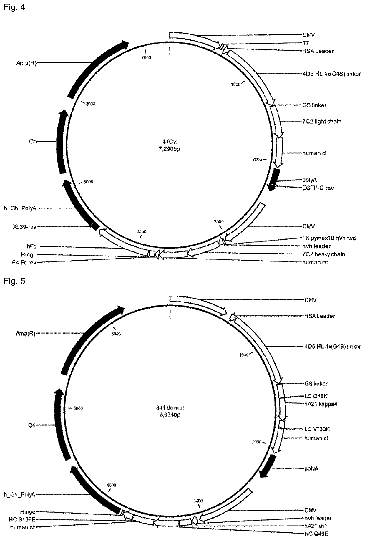 Her2-binding tetrameric polypeptides