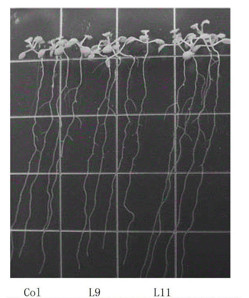 Arsenic-resistance related protein PvArrp1, and coding gene and application thereof