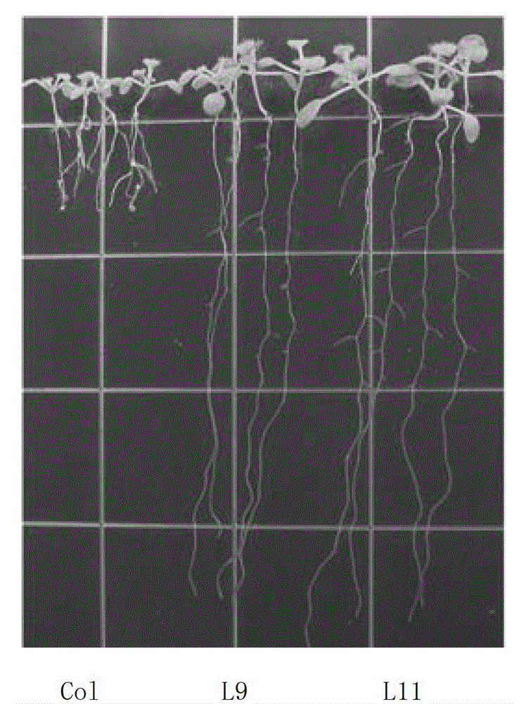 Arsenic-resistance related protein PvArrp1, and coding gene and application thereof