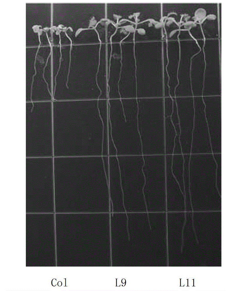 Arsenic-resistance related protein PvArrp1, and coding gene and application thereof