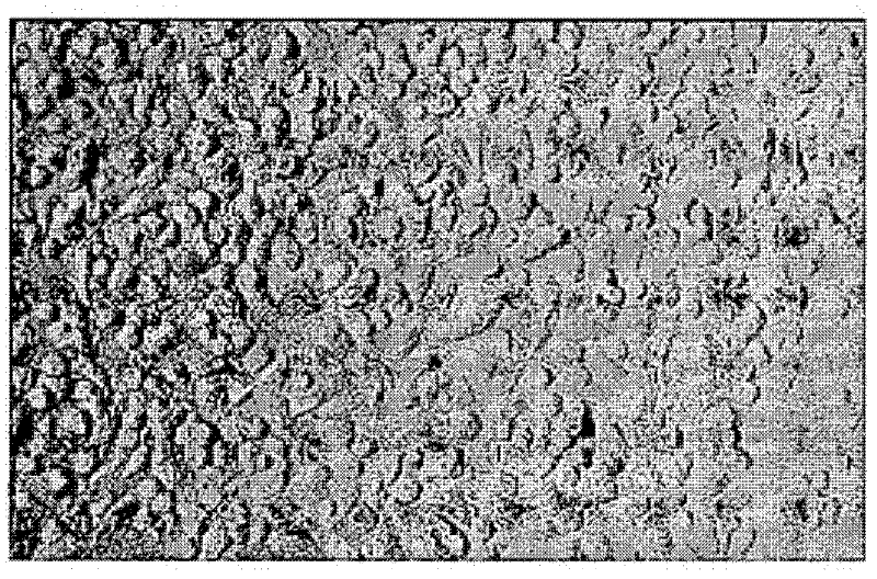 Compositions and methods for regulating cell-cell fusion through medium conductance calcium-activated potassium channels