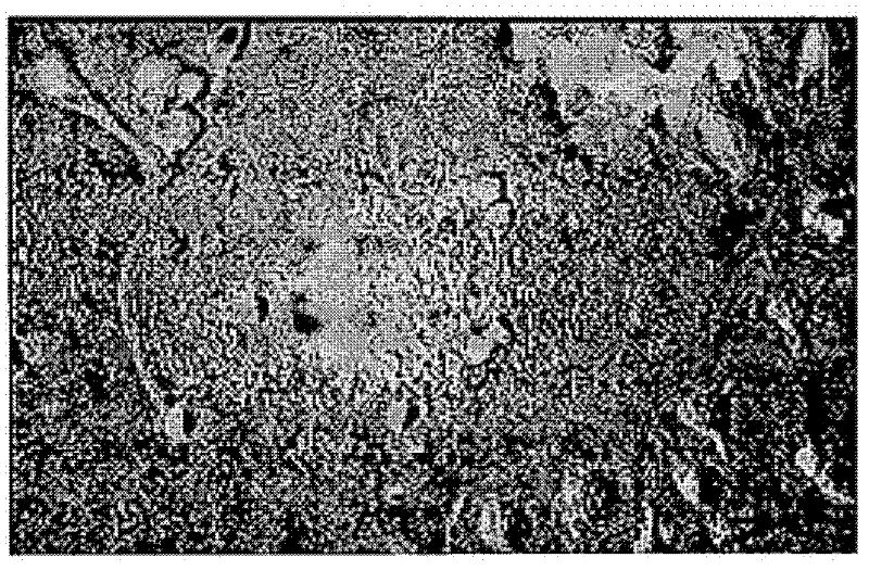 Compositions and methods for regulating cell-cell fusion through medium conductance calcium-activated potassium channels