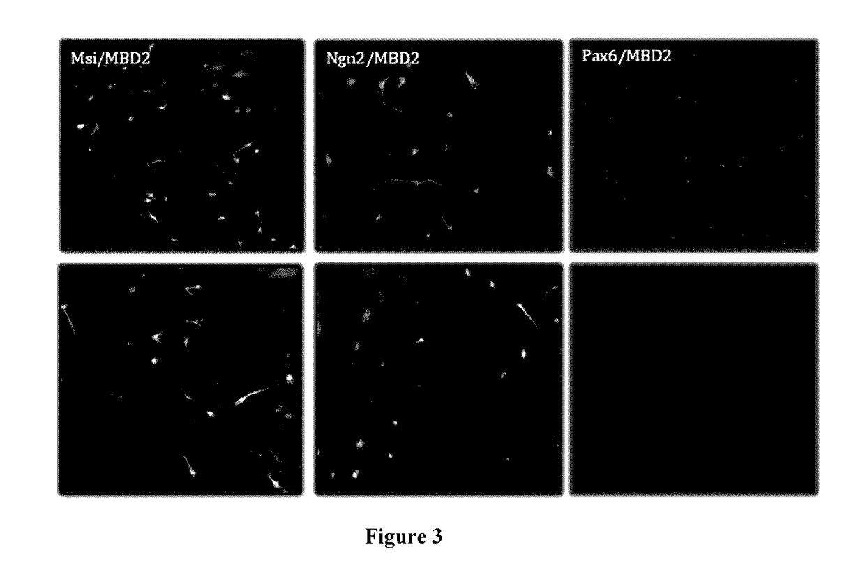 Methods for reprogramming cells and uses thereof