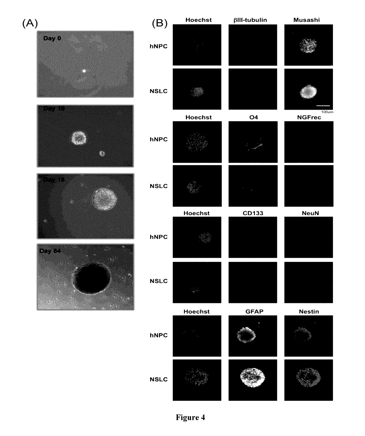 Methods for reprogramming cells and uses thereof