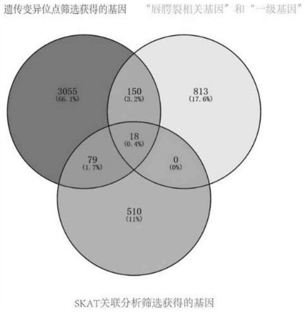 Non-syndromic cleft lip and palate genetic risk prediction model