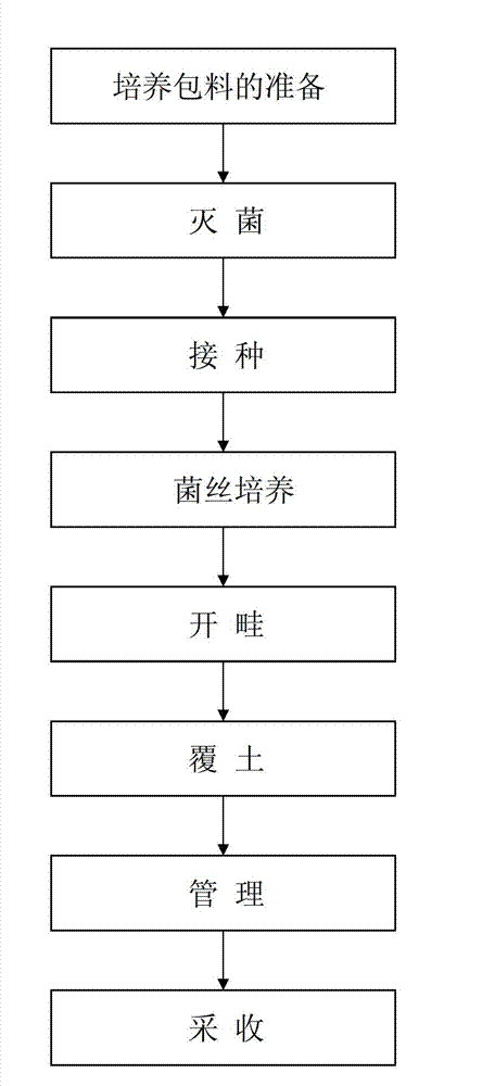 Simulated wild ganoderma atrum tree section culturing technology