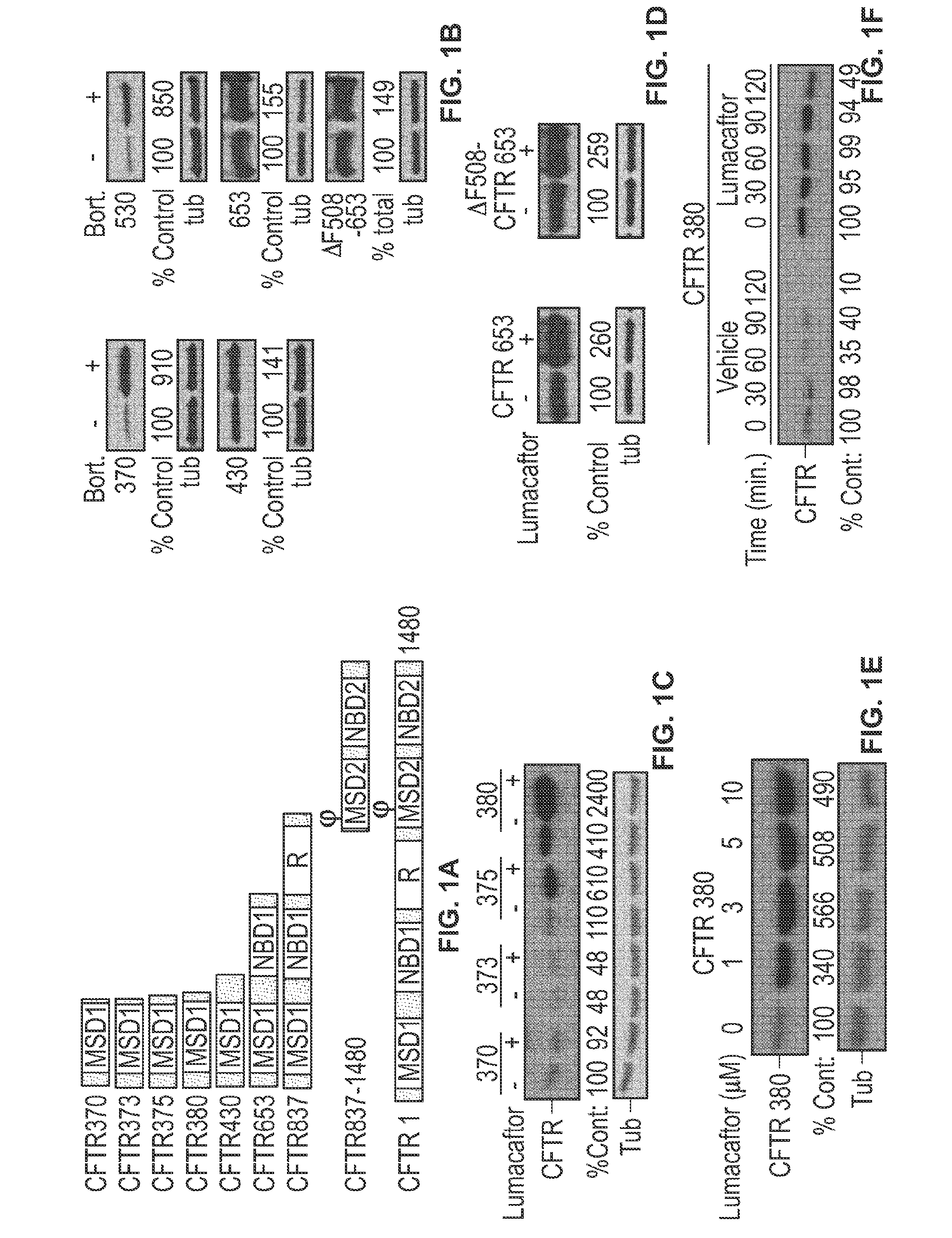 Correctors acting through msd1 of cftr protein