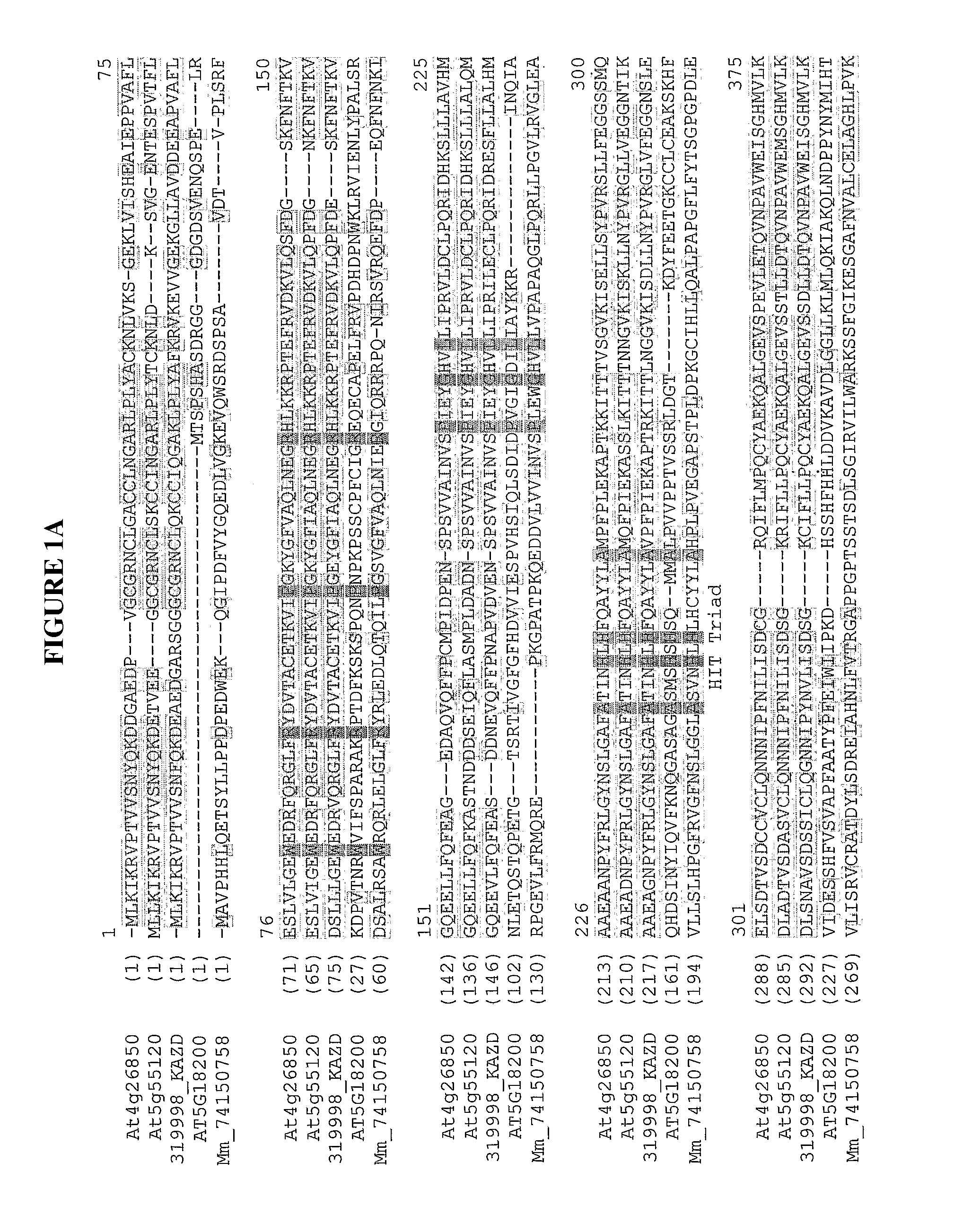 Transferases, epimerases, polynucleotides encoding these and uses thereof