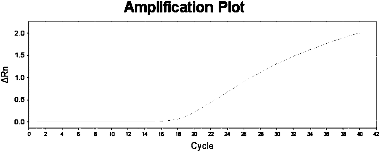 SNP molecular marker for identifying European red bean fir or Taxus media red bean fir