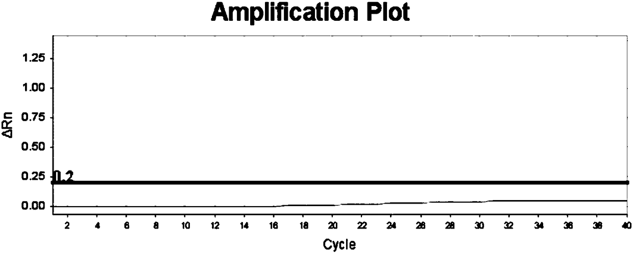 SNP molecular marker for identifying European red bean fir or Taxus media red bean fir