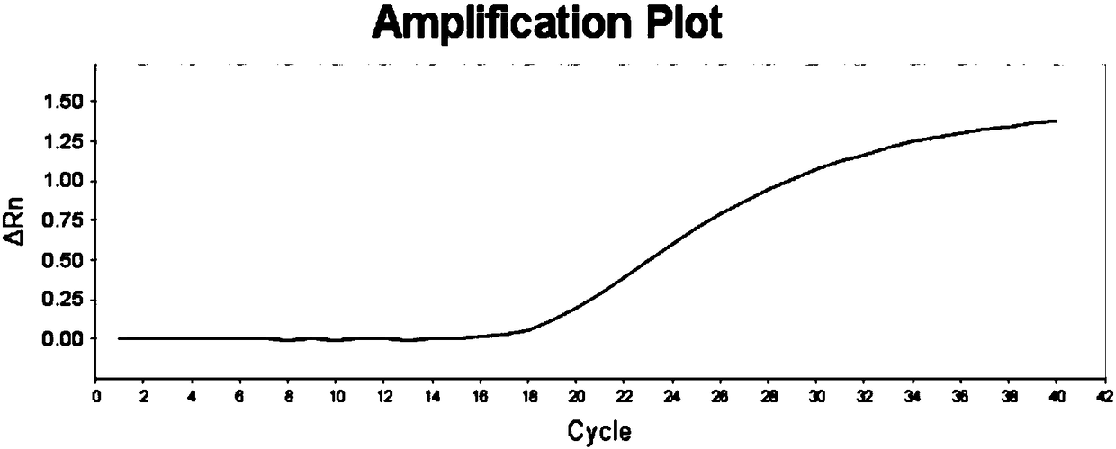 SNP molecular marker for identifying European red bean fir or Taxus media red bean fir