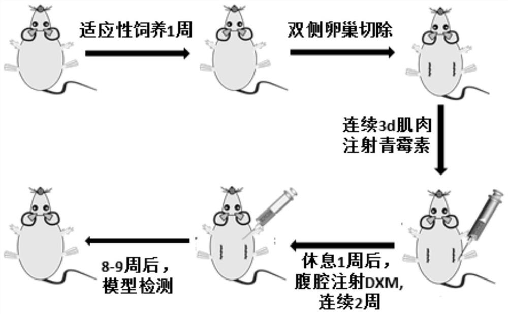 Construction method of sarcopenia- osteoporosis rat model