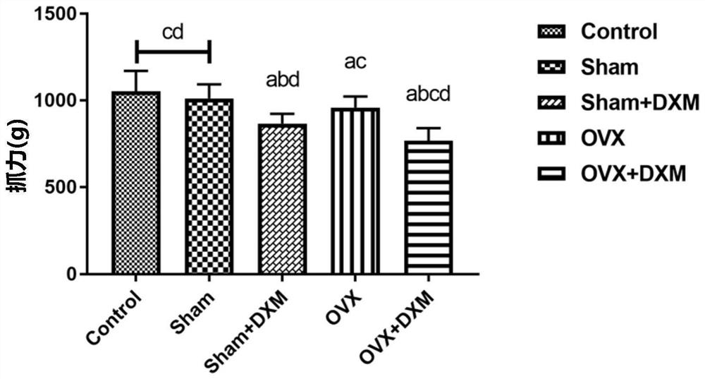 Construction method of sarcopenia- osteoporosis rat model