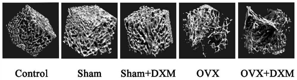 Construction method of sarcopenia- osteoporosis rat model