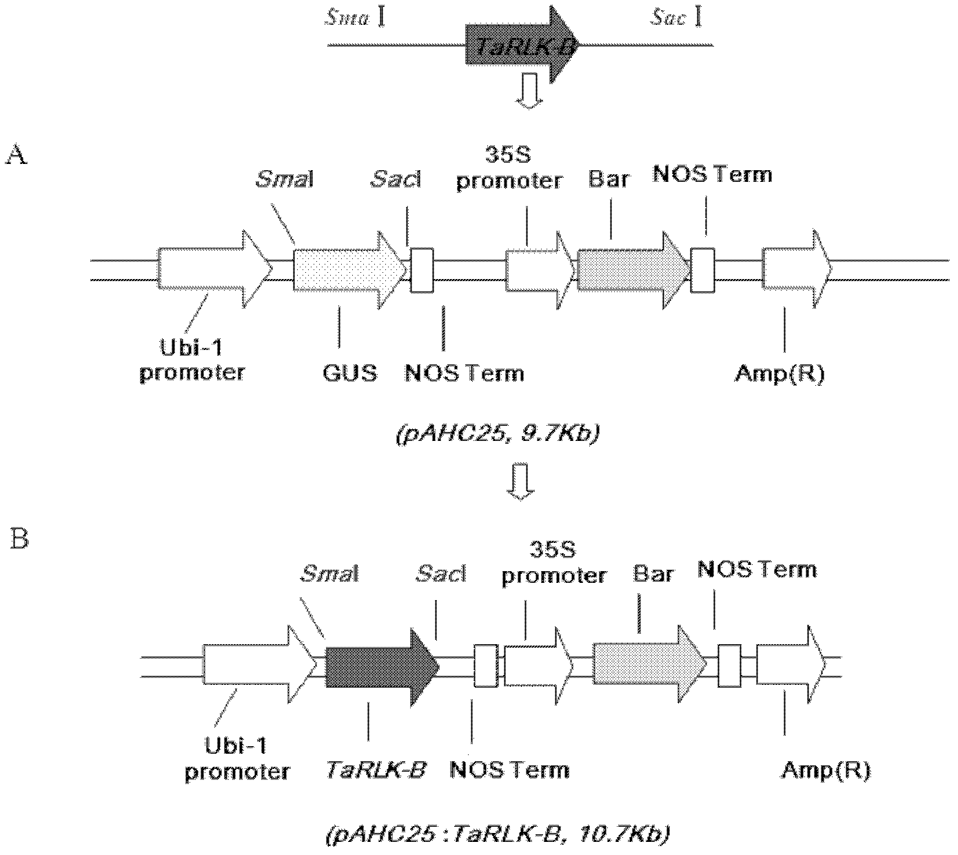 Receptor protein kinase gene and expression vector and application thereof