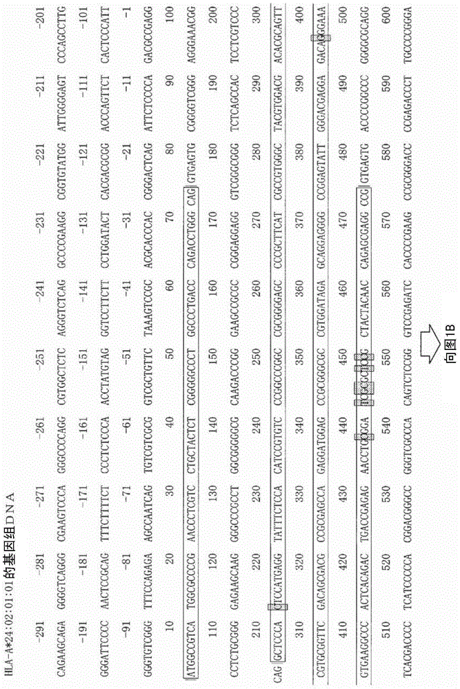 Method for determining HLA-A*24 group