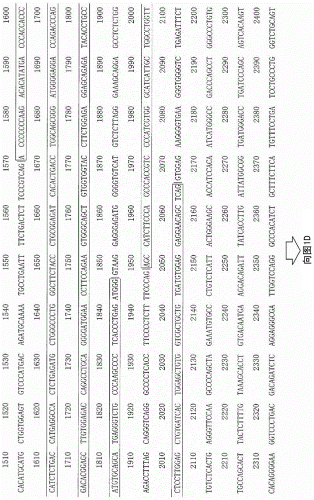 Method for determining HLA-A*24 group