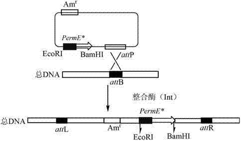 A kind of genetically engineered bacteria for transforming cephalosporin c and its preparation method