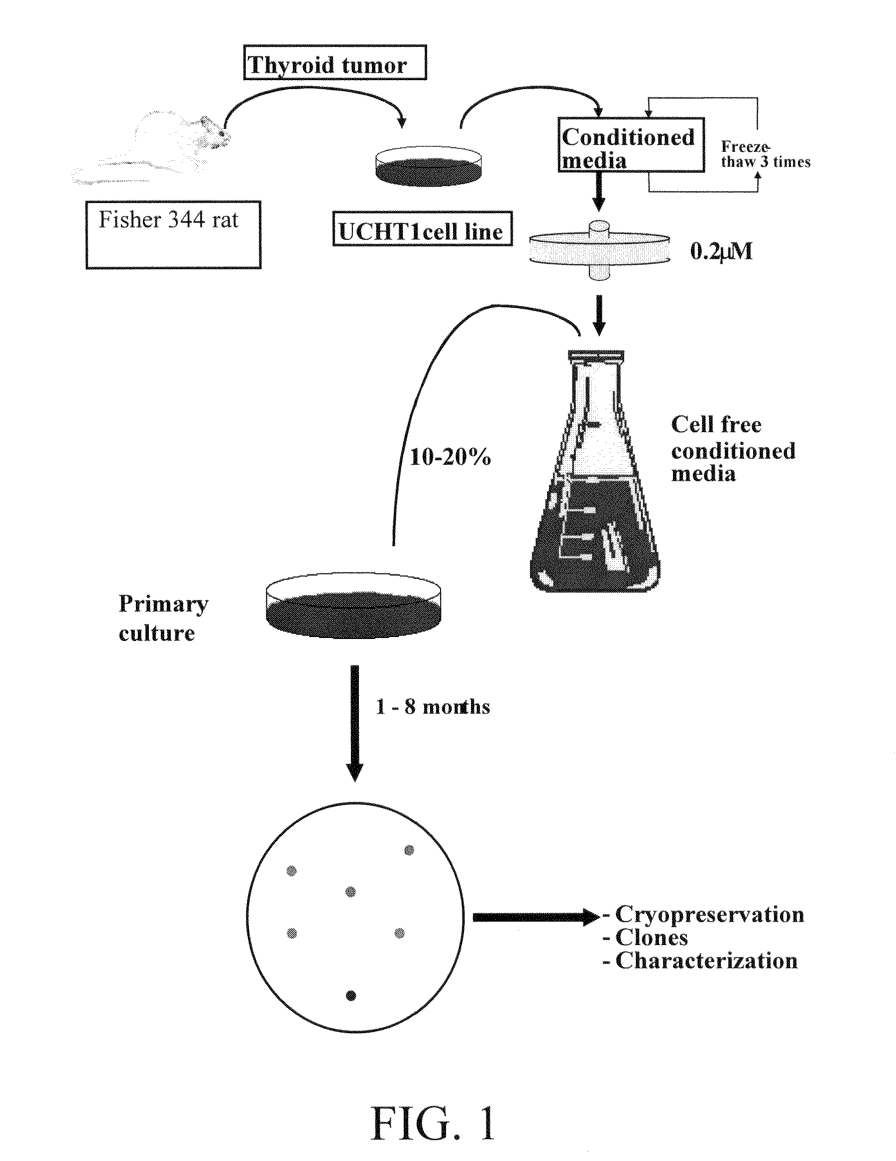 Proliferated cell lines and uses thereof