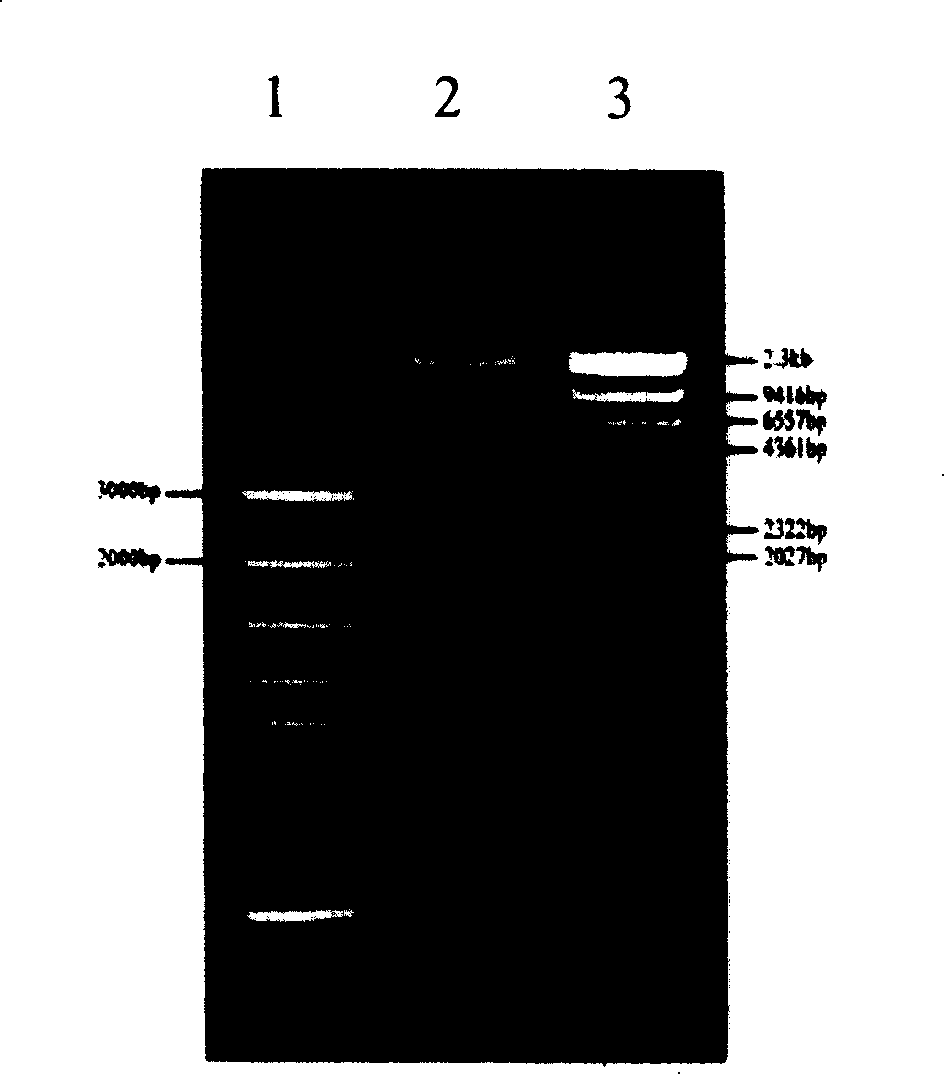 Gene of encoded photosensitive chromoprotein for preventing and controlling crop disease