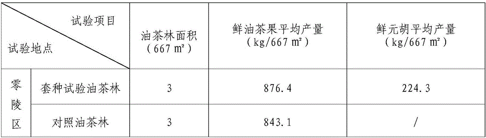 Method for interplanting rhizoma corydalis under oil tea forests