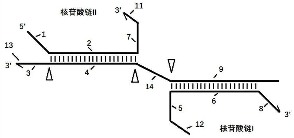 Nucleotide compositions for inhibiting non-target regions in biological DNA samples and their applications