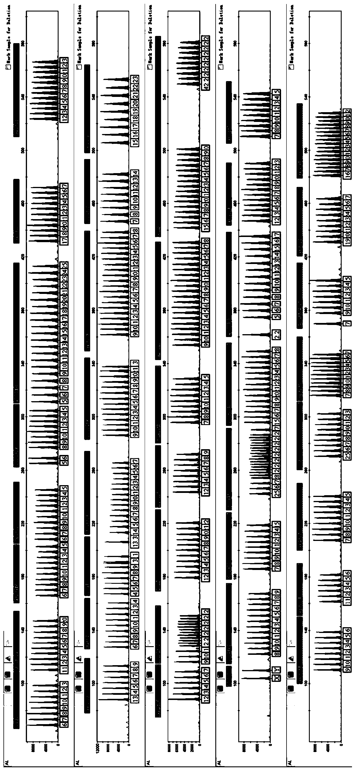 Composite amplification kit for simultaneously detecting autosomal and Y chromosome STR loci