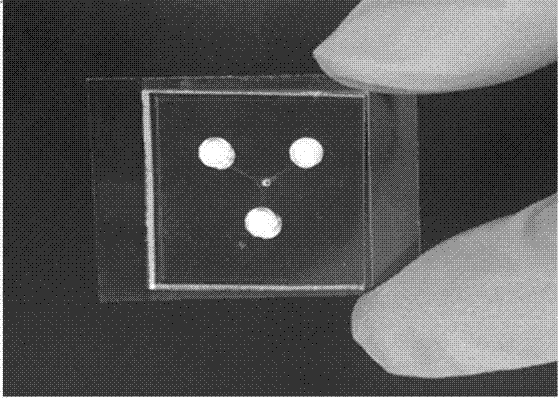 Self-suction type multichannel pathogenic bacterium detection micro-fluidic chip based on LAMP (loop-mediated isothermal amplification)