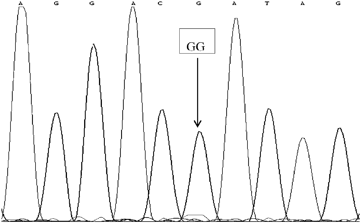 SNP marker affecting yean trait of Huyang sheep (sheep raised in Zhejiang Province) and application of SNP marker