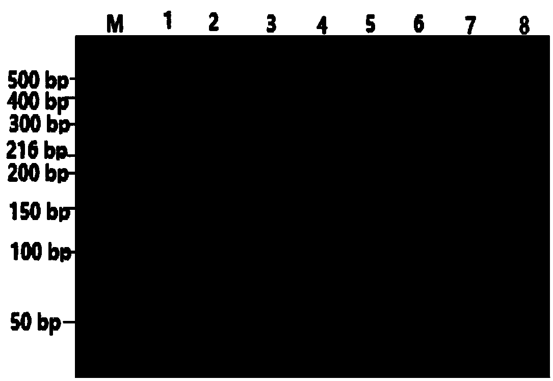 SNP marker affecting yean trait of Huyang sheep (sheep raised in Zhejiang Province) and application of SNP marker