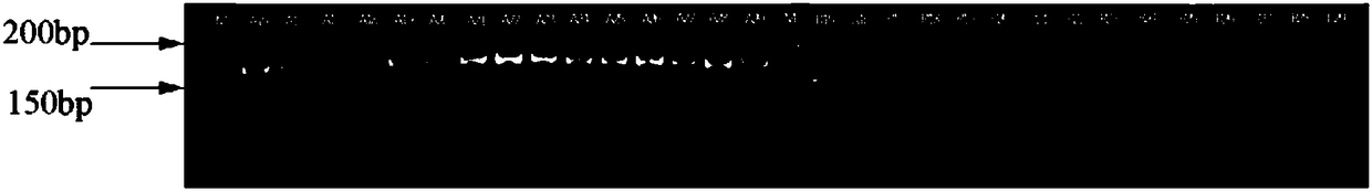 Primer pair, kit comprising same, application of primer pair and method for detecting medicago truncatula ecotypic A17 and R108