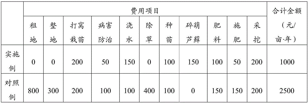 Imitating wildness peucedanum praeruptorum dunn plantation method