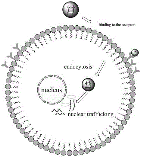 TMC/genipin/pDNA nanometer carrier and preparation method and application thereof