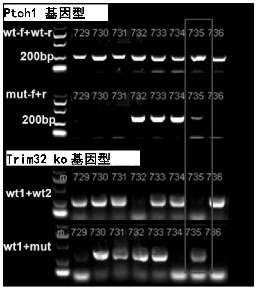 Medulloblastoma animal model and establishment and application thereof