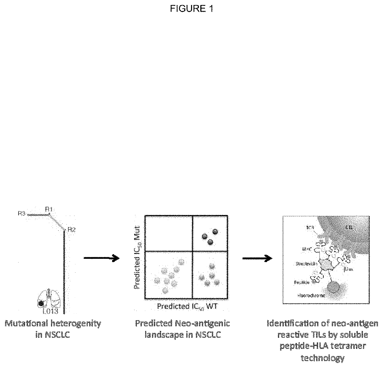 Neo-antigen specific t cells